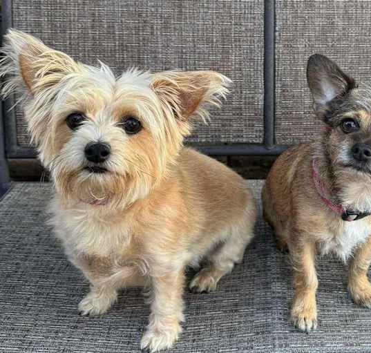 Photo of Bonded Pair - Annie & Lyla