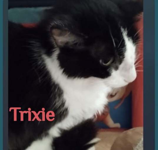 Photo of TRIXIE