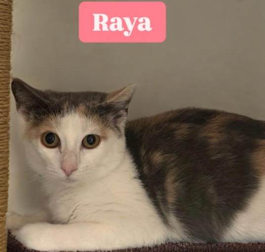 Photo of Raya