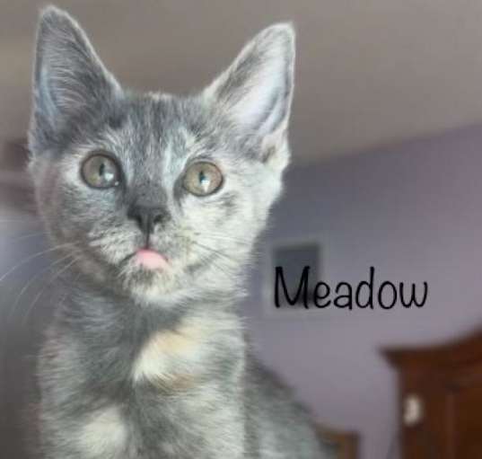 Photo of Meadow