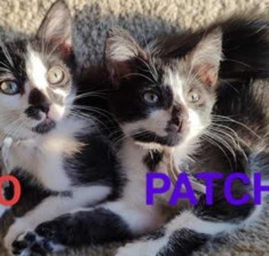 Photo of Patches