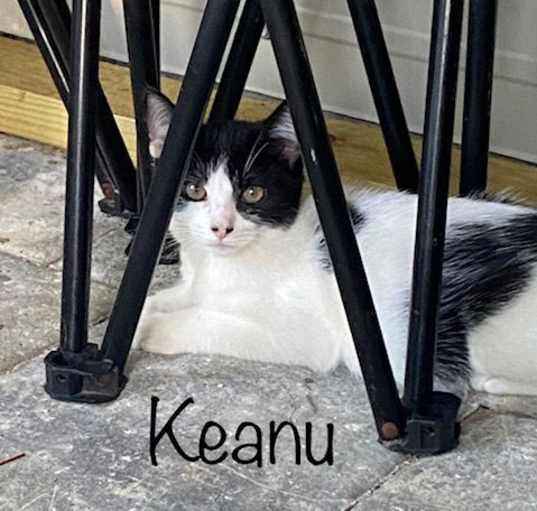 Photo of Keanu