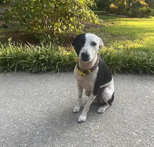 Photo of Oakley-FOSTER NEEDED/SMALL AUSSIE-LAB MIX
