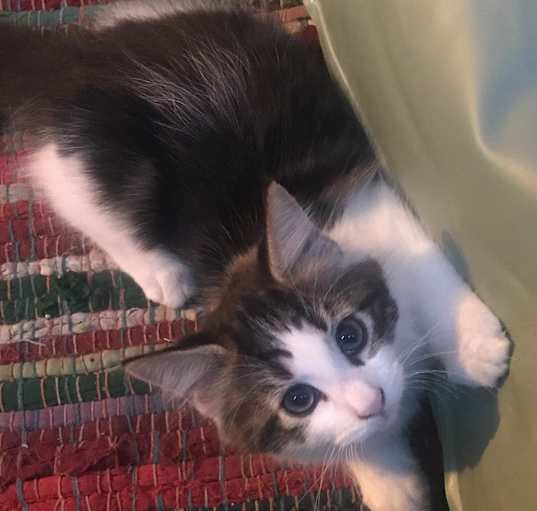 Photo of Gorgeous Long haired kitten