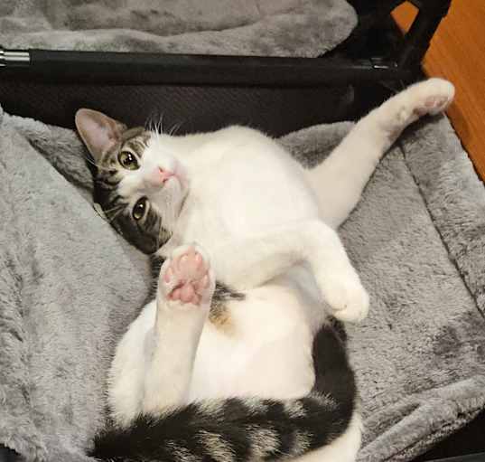 Photo of Patches
