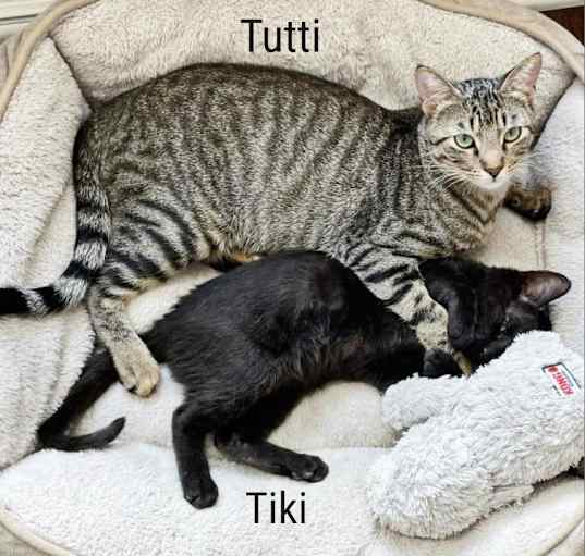 Photo of Tutti