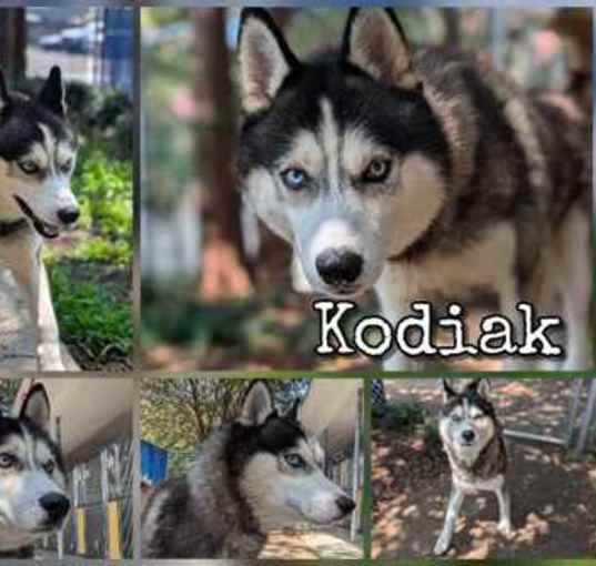 Photo of Kodiak