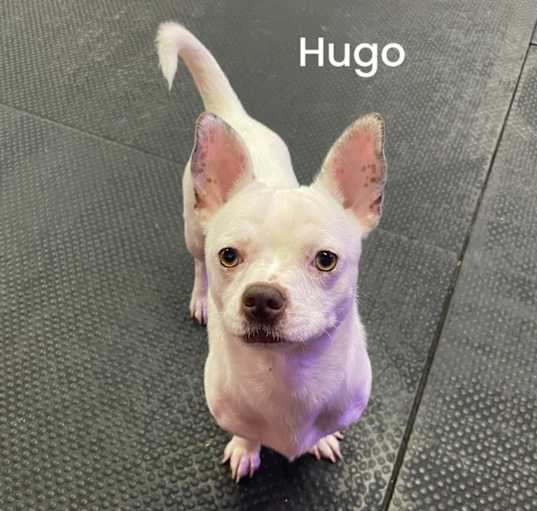 Photo of Hugo