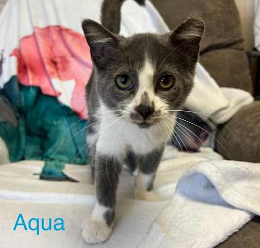 Photo of Aqua *Meet me at Lakeville Petsmart*