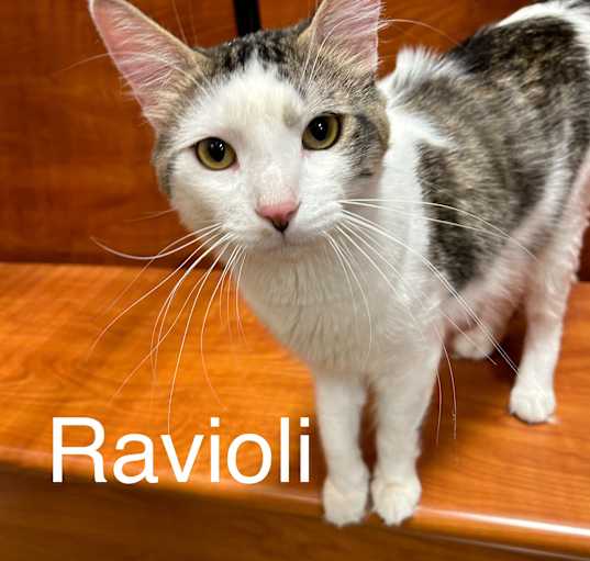 Photo of Ravioli