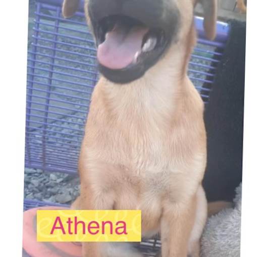 Photo of Athena