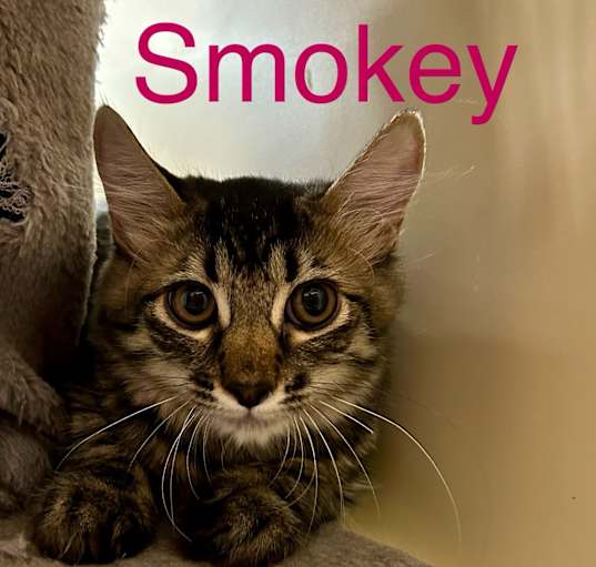 Photo of Smokey