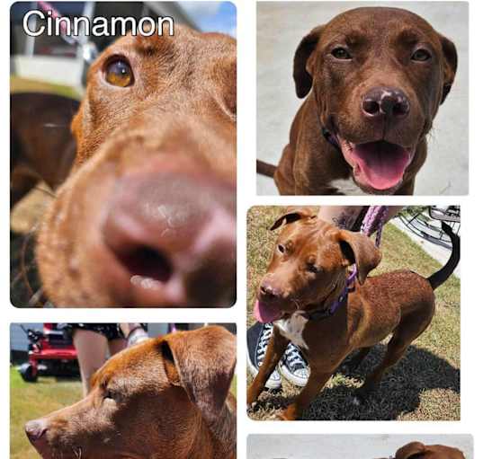 Photo of Cinnamon