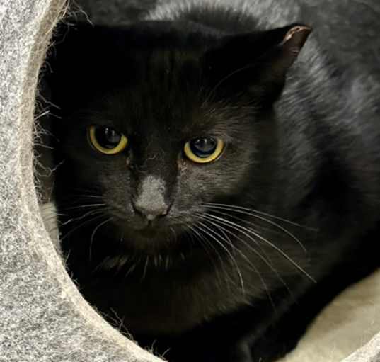 Photo of Barn Cat Emery