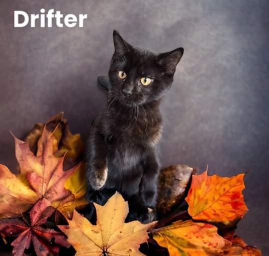 Photo of Drifter