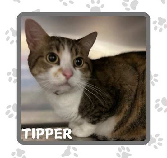 Photo of Tipper