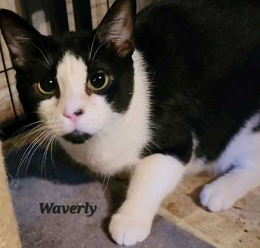 Photo of Waverly (24-071)