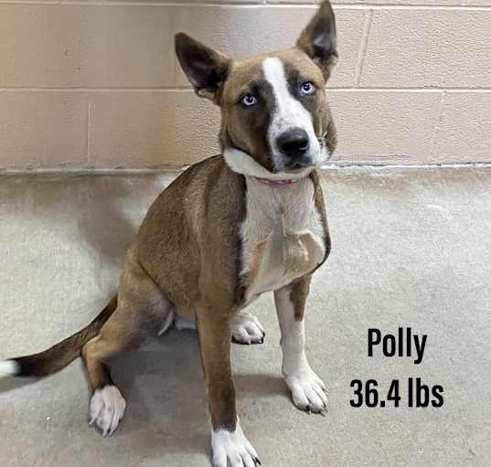 Photo of Polly