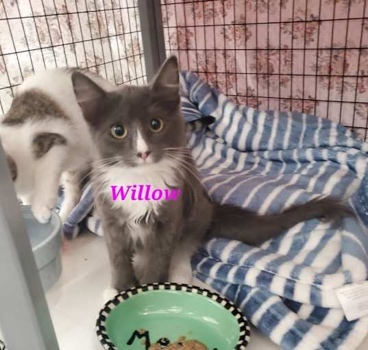 Photo of Willow