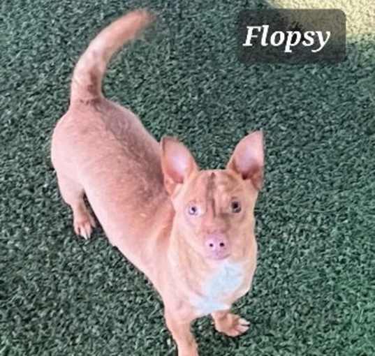 Photo of Flopsy