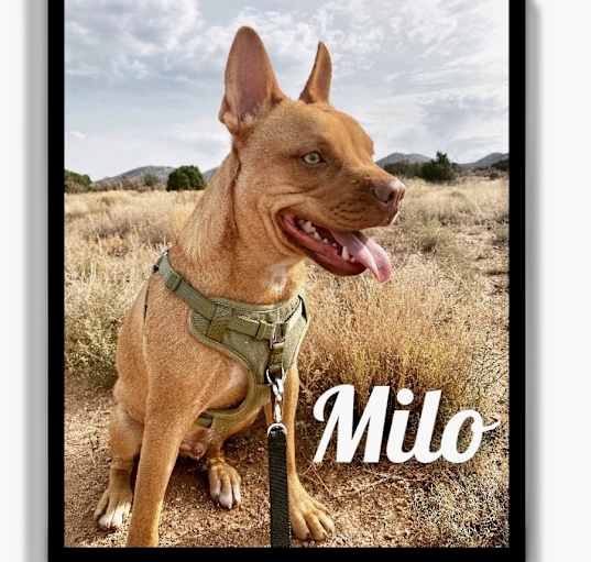 Photo of Milo Melt-Your-Heart