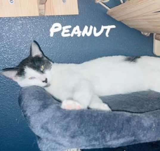 Photo of Peanut