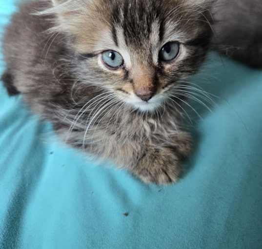 Photo of Fudge KITTEN