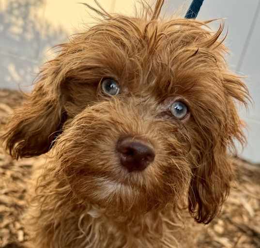 Photo of Cockapoo F2 Claude