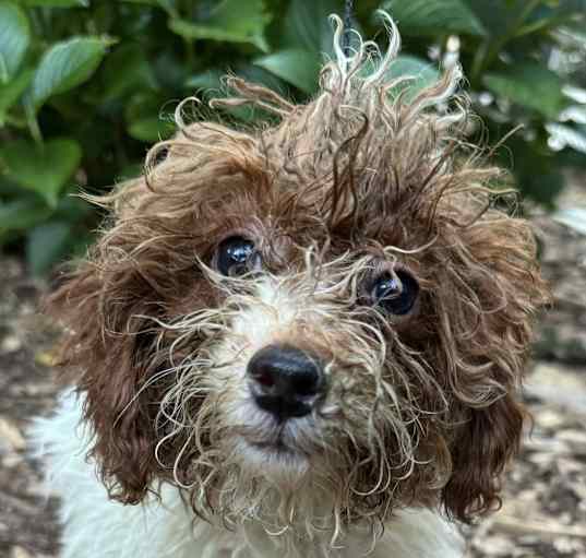 Photo of Tiny  Poodle Pierre