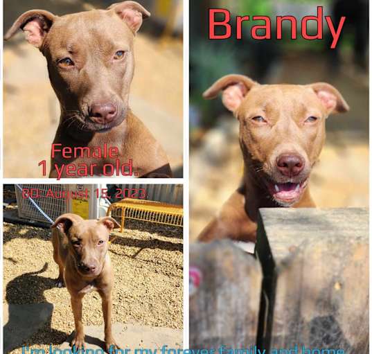 Photo of Brandy