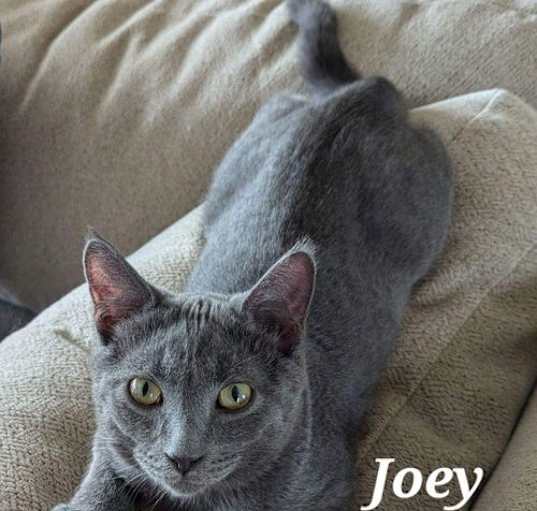 Photo of Joey