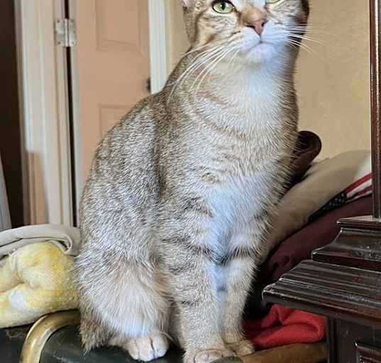 Photo of KITTEN SWEET SUMMER