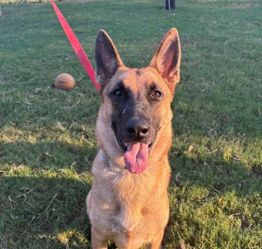 Photo of Sarge