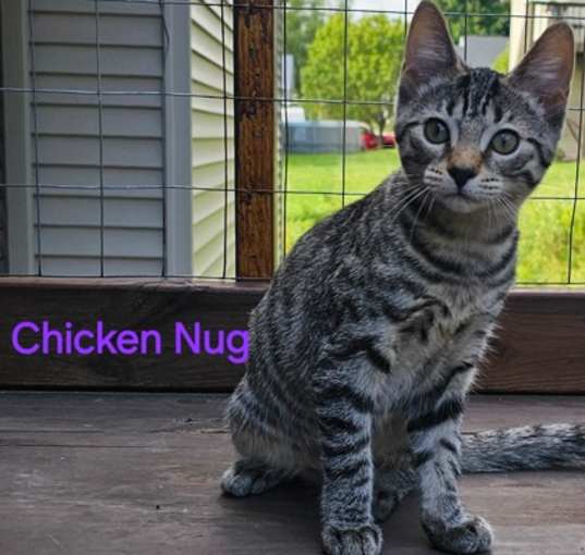 Photo of Chicken Nug