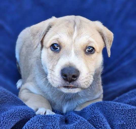 Photo of Twister Pup - Tunde