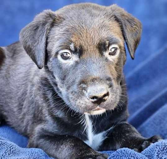 Photo of Twister Pup - Glen