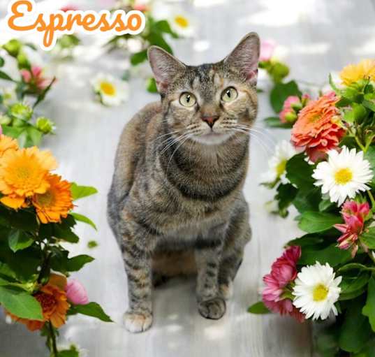 Photo of Espresso