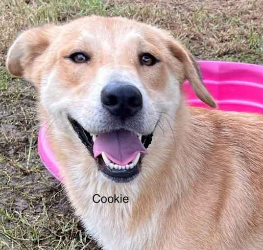 Photo of Cookie