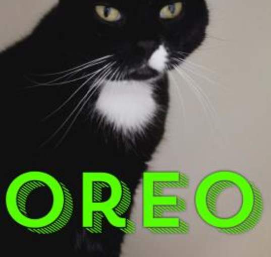 Photo of Oreo