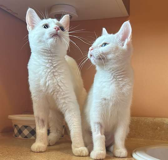 Photo of TicTac & Chiclet (Bonded)