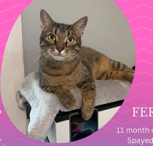Photo of Fernweh "Fern"