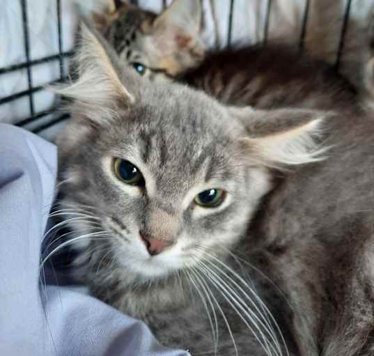 Photo of Meet more of TCPR's adoptable cats at The Cafe Meow - New Hope!