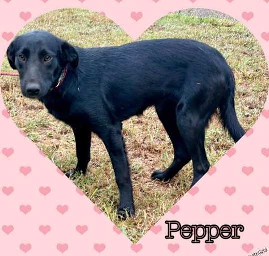 Photo of Pepper