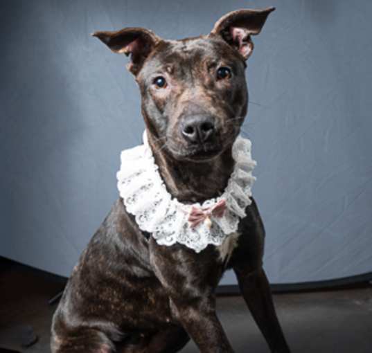 Photo of Sammie - AVAILABLE BY APPOINTMENT