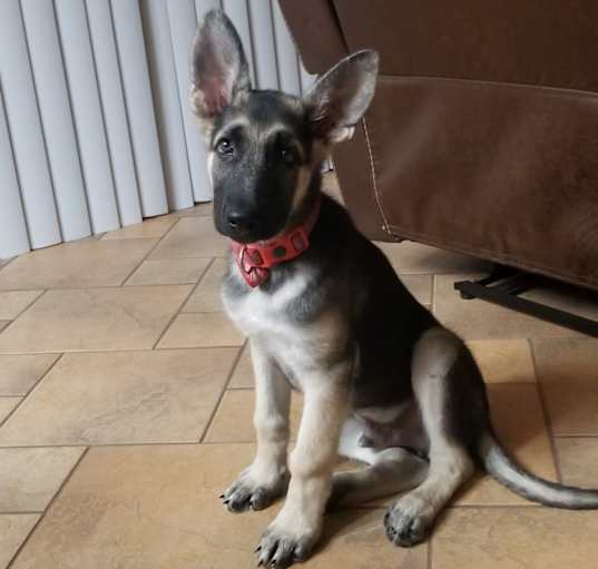 Photo of Sam