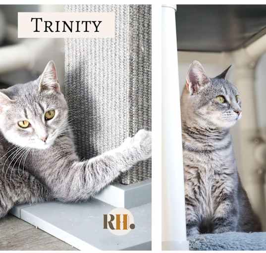 Photo of Trinity