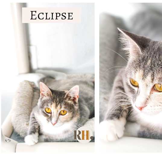 Photo of Eclipse