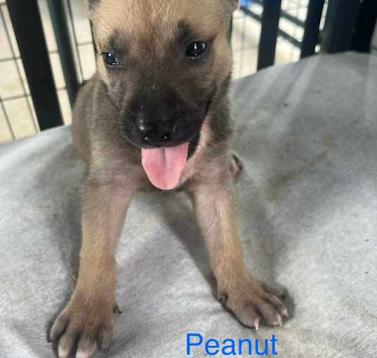 Photo of Peanut