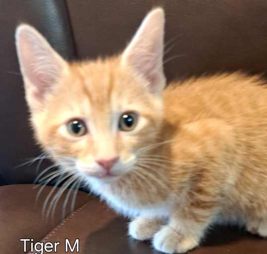 Photo of T- Tiger