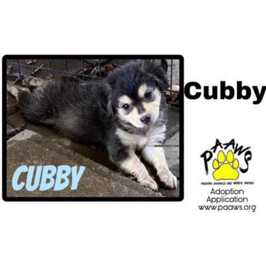 Photo of Cubby